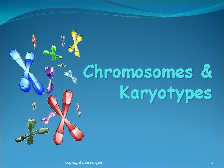 Chromosomes & Karyotypes copyright cmassengale 1 