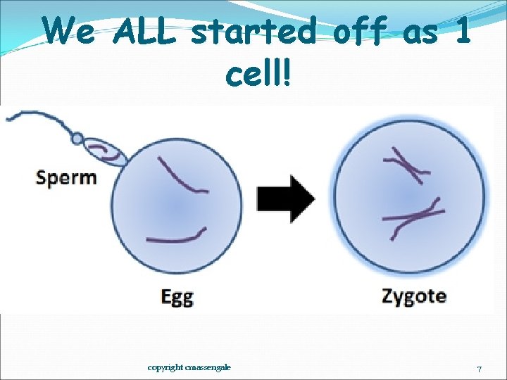 We ALL started off as 1 cell! copyright cmassengale 7 