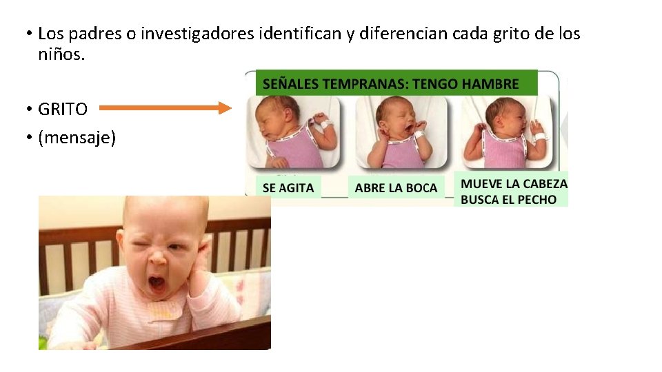  • Los padres o investigadores identifican y diferencian cada grito de los niños.