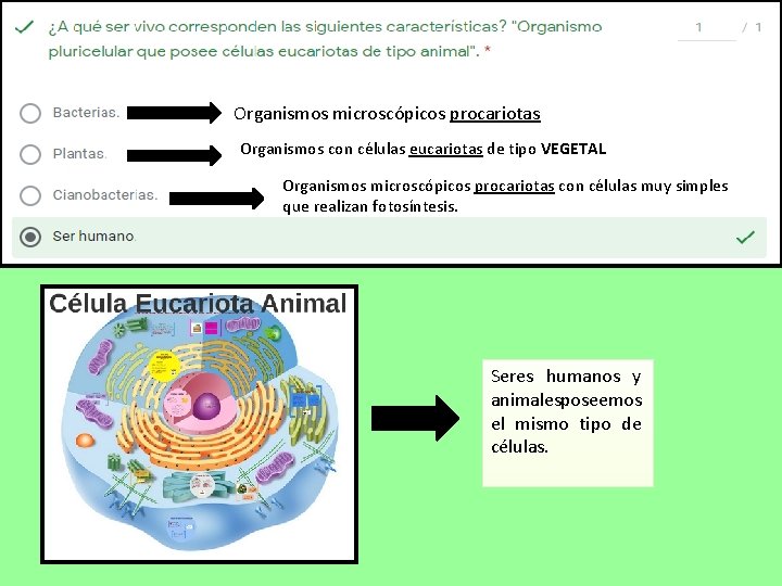 Organismos microscópicos procariotas Organismos con células eucariotas de tipo VEGETAL Organismos microscópicos procariotas con