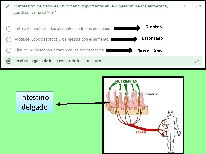 Dientes Estómago Recto - Ano Intestino delgado 
