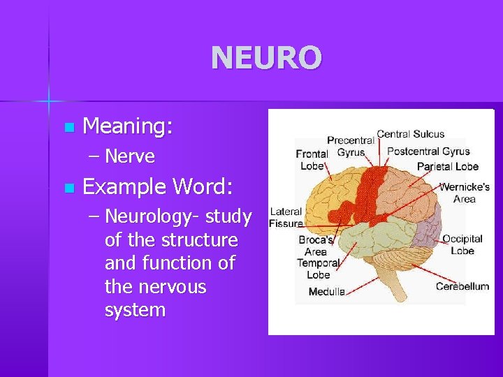 NEURO n Meaning: – Nerve n Example Word: – Neurology- study of the structure NEURO n Meaning: – Nerve n Example Word: – Neurology- study of the structure