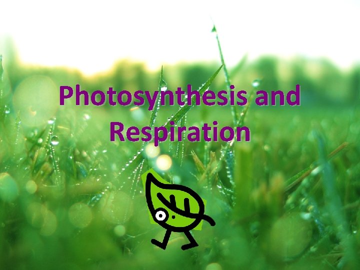 Photosynthesis and Respiration 