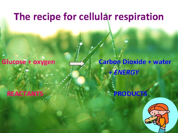 The recipe for cellular respiration Glucose + oxygen REACTANTS Carbon Dioxide + water +