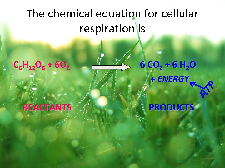 The chemical equation for cellular respiration is C 6 H 12 O 6 +