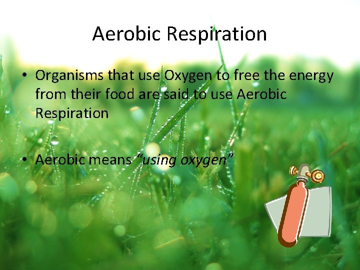 Aerobic Respiration • Organisms that use Oxygen to free the energy from their food