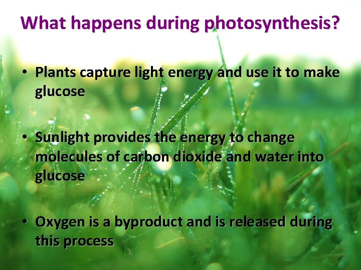 What happens during photosynthesis? • Plants capture light energy and use it to make