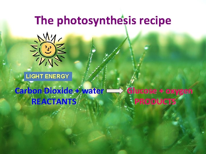 The photosynthesis recipe LIGHT ENERGY Carbon Dioxide + water REACTANTS Glucose + oxygen PRODUCTS