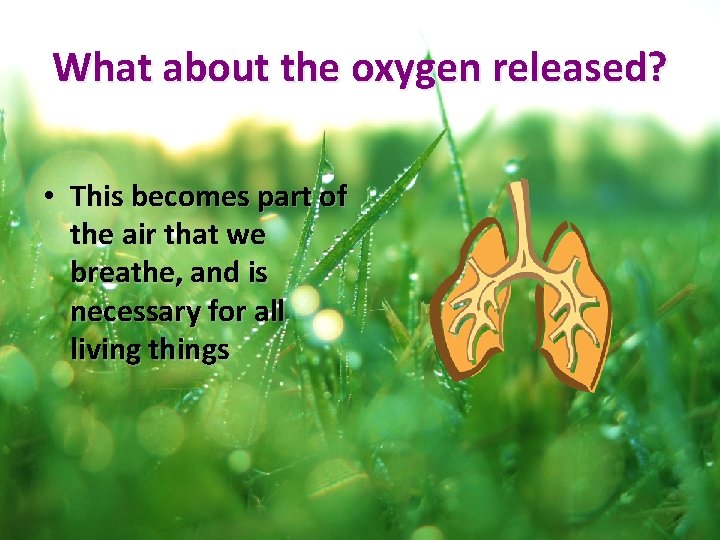 What about the oxygen released? • This becomes part of the air that we