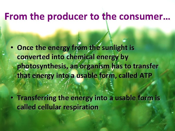 From the producer to the consumer… • Once the energy from the sunlight is