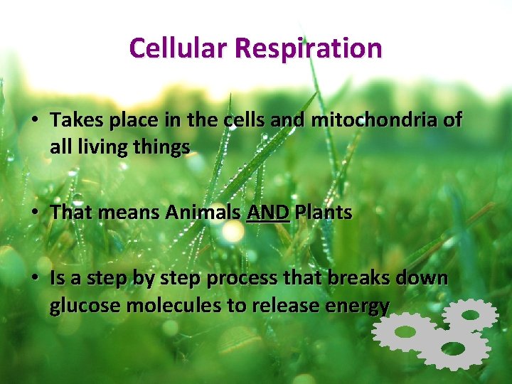 Cellular Respiration • Takes place in the cells and mitochondria of all living things