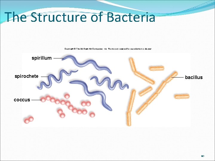 The Structure of Bacteria Copyright © The Mc. Graw-Hill Companies, Inc. Permission required for The Structure of Bacteria Copyright © The Mc. Graw-Hill Companies, Inc. Permission required for