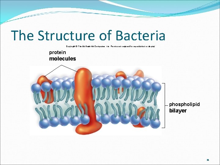 The Structure of Bacteria Copyright © The Mc. Graw-Hill Companies, Inc. Permission required for The Structure of Bacteria Copyright © The Mc. Graw-Hill Companies, Inc. Permission required for