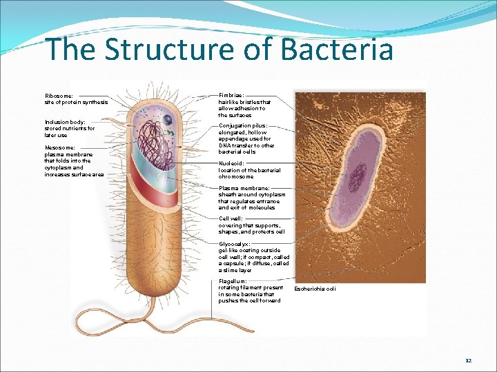 The Structure of Bacteria Ribosome: site of protein synthesis Inclusion body: stored nutrients for The Structure of Bacteria Ribosome: site of protein synthesis Inclusion body: stored nutrients for