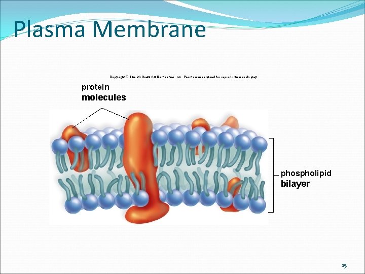 Plasma Membrane Copyright © The Mc. Graw-Hill Companies, Inc. Permission required for reproduction or Plasma Membrane Copyright © The Mc. Graw-Hill Companies, Inc. Permission required for reproduction or