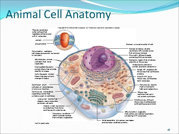 Animal Cell Anatomy Copyright © The Mc. Graw-Hill Companies, Inc. Permission required for reproduction Animal Cell Anatomy Copyright © The Mc. Graw-Hill Companies, Inc. Permission required for reproduction