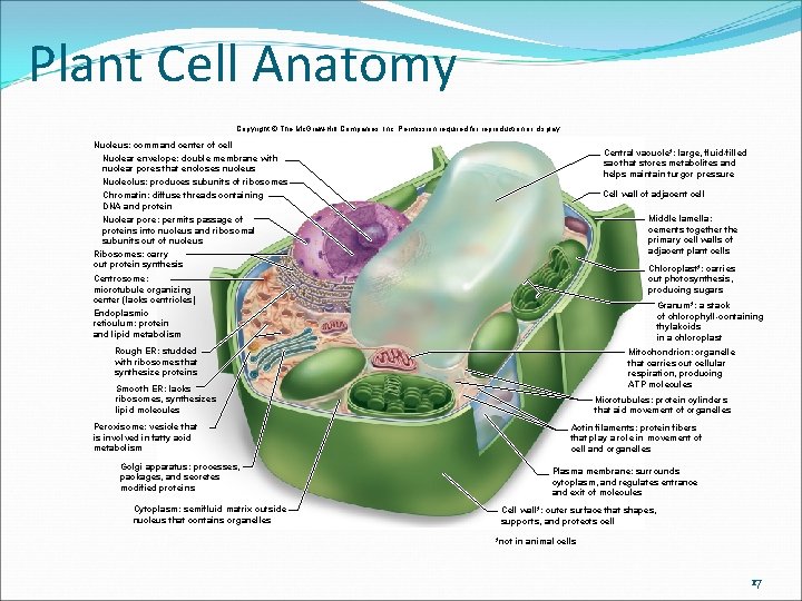 Plant Cell Anatomy Copyright © The Mc. Graw-Hill Companies, Inc. Permission required for reproduction Plant Cell Anatomy Copyright © The Mc. Graw-Hill Companies, Inc. Permission required for reproduction