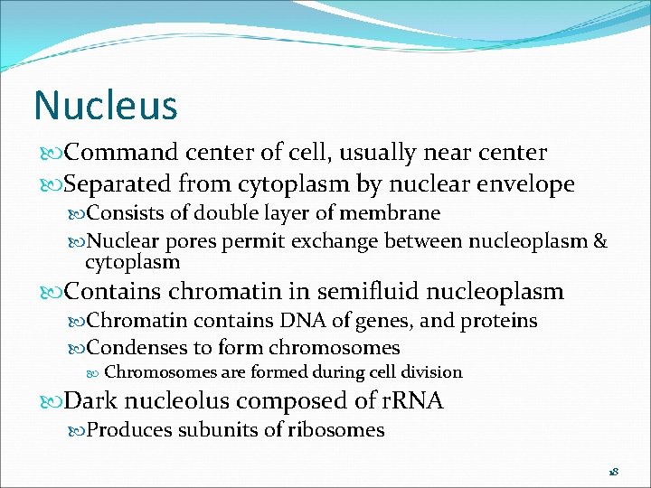 Nucleus Command center of cell, usually near center Separated from cytoplasm by nuclear envelope Nucleus Command center of cell, usually near center Separated from cytoplasm by nuclear envelope