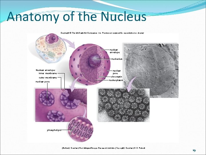 Anatomy of the Nucleus Copyright © The Mc. Graw-Hill Companies, Inc. Permission required for Anatomy of the Nucleus Copyright © The Mc. Graw-Hill Companies, Inc. Permission required for