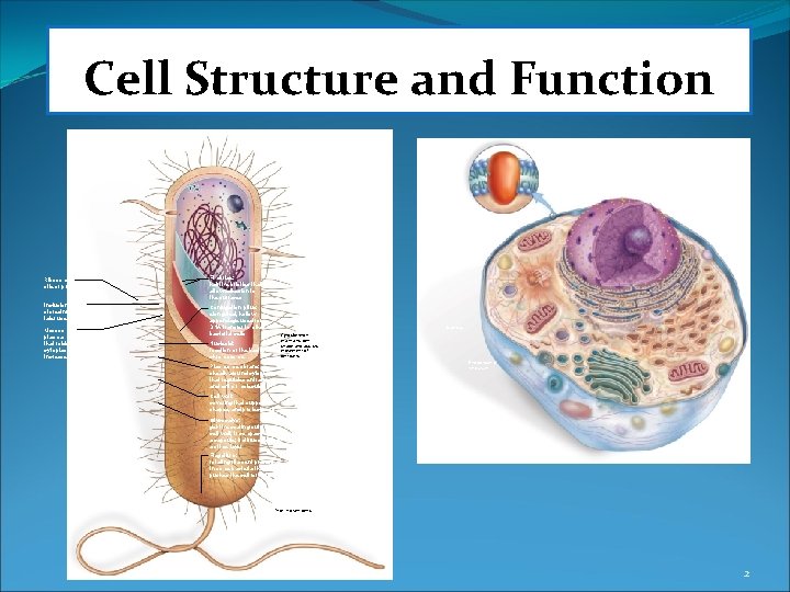 Cell Structure and Function Ribosome: site of protein synthesis Fimbriae: hairlike bristles that allow Cell Structure and Function Ribosome: site of protein synthesis Fimbriae: hairlike bristles that allow