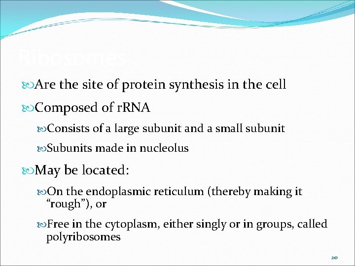 Ribosomes Are the site of protein synthesis in the cell Composed of r. RNA Ribosomes Are the site of protein synthesis in the cell Composed of r. RNA