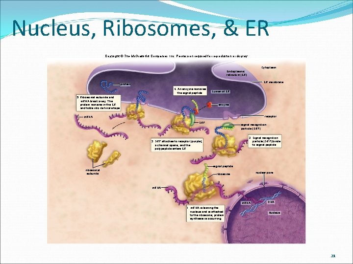 Nucleus, Ribosomes, & ER Copyright © The Mc. Graw-Hill Companies, Inc. Permission required for Nucleus, Ribosomes, & ER Copyright © The Mc. Graw-Hill Companies, Inc. Permission required for