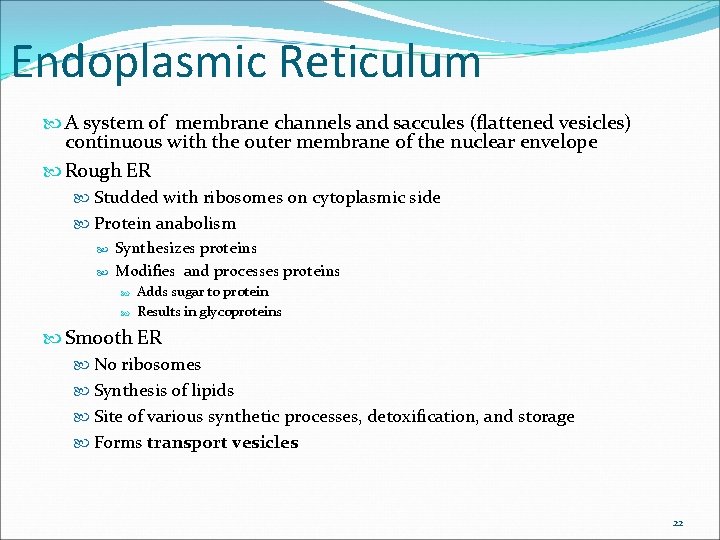 Endoplasmic Reticulum A system of membrane channels and saccules (flattened vesicles) continuous with the Endoplasmic Reticulum A system of membrane channels and saccules (flattened vesicles) continuous with the