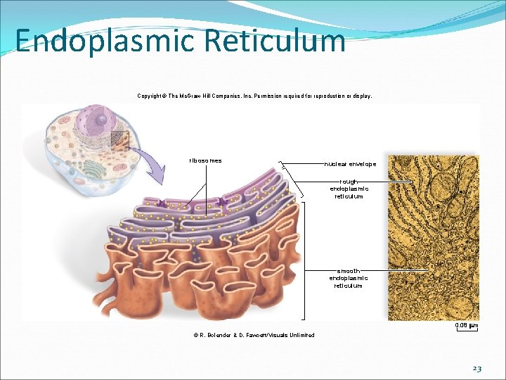 Endoplasmic Reticulum Copyright © The Mc. Graw-Hill Companies, Inc. Permission required for reproduction or Endoplasmic Reticulum Copyright © The Mc. Graw-Hill Companies, Inc. Permission required for reproduction or