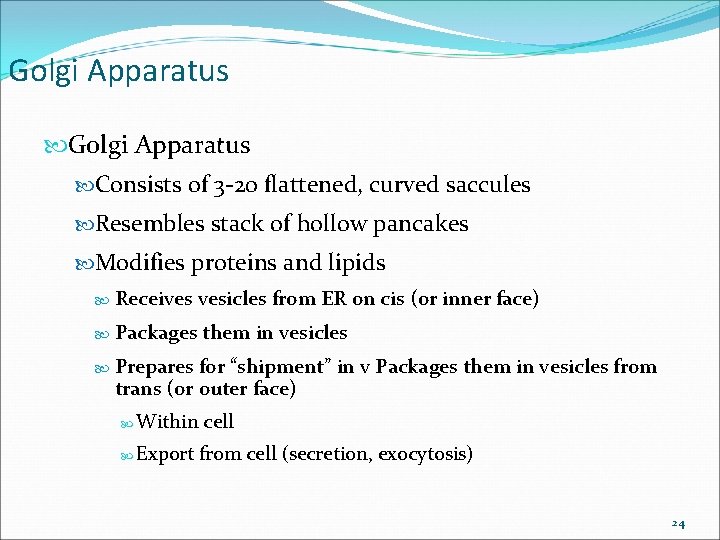 Golgi Apparatus Consists of 3 -20 flattened, curved saccules Resembles stack of hollow pancakes Golgi Apparatus Consists of 3 -20 flattened, curved saccules Resembles stack of hollow pancakes