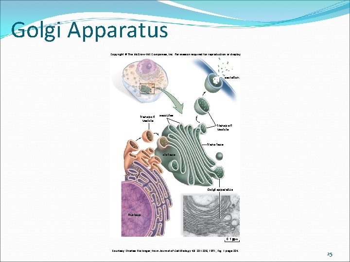 Golgi Apparatus Copyright © The Mc. Graw-Hill Companies, Inc. Permission required for reproduction or Golgi Apparatus Copyright © The Mc. Graw-Hill Companies, Inc. Permission required for reproduction or