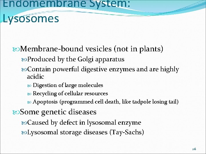 Endomembrane System: Lysosomes Membrane-bound vesicles (not in plants) Produced by the Golgi apparatus Contain Endomembrane System: Lysosomes Membrane-bound vesicles (not in plants) Produced by the Golgi apparatus Contain