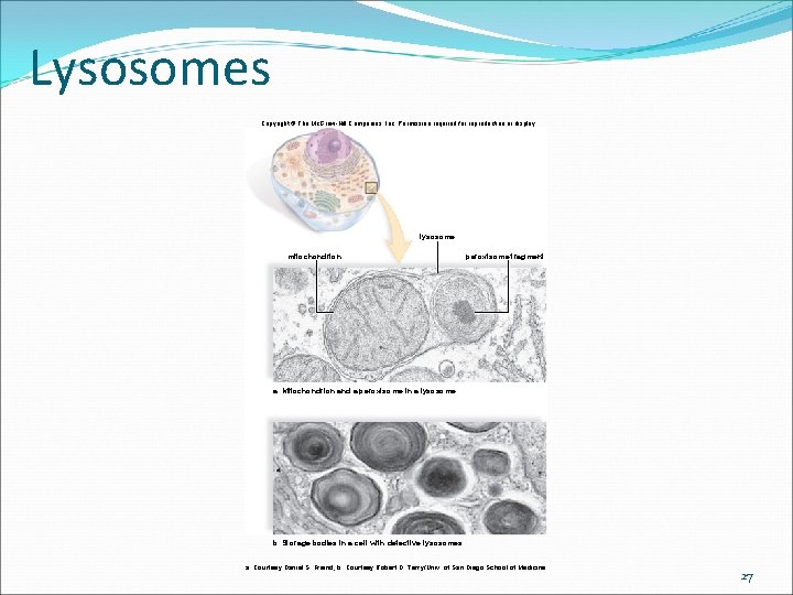 Lysosomes Copyright © The Mc. Graw-Hill Companies, Inc. Permission required for reproduction or display. Lysosomes Copyright © The Mc. Graw-Hill Companies, Inc. Permission required for reproduction or display.