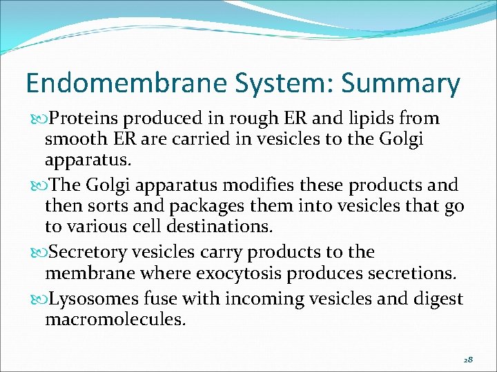 Endomembrane System: Summary Proteins produced in rough ER and lipids from smooth ER are Endomembrane System: Summary Proteins produced in rough ER and lipids from smooth ER are