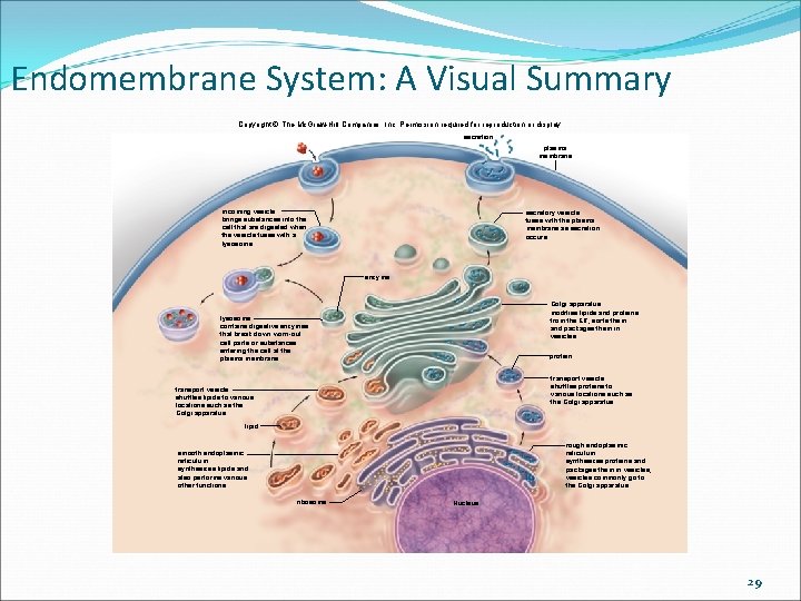Endomembrane System: A Visual Summary Copyright © The Mc. Graw-Hill Companies, Inc. Permission required Endomembrane System: A Visual Summary Copyright © The Mc. Graw-Hill Companies, Inc. Permission required