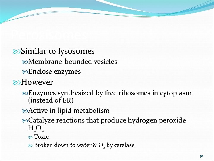 Peroxisomes Similar to lysosomes Membrane-bounded vesicles Enclose enzymes However Enzymes synthesized by free ribosomes Peroxisomes Similar to lysosomes Membrane-bounded vesicles Enclose enzymes However Enzymes synthesized by free ribosomes