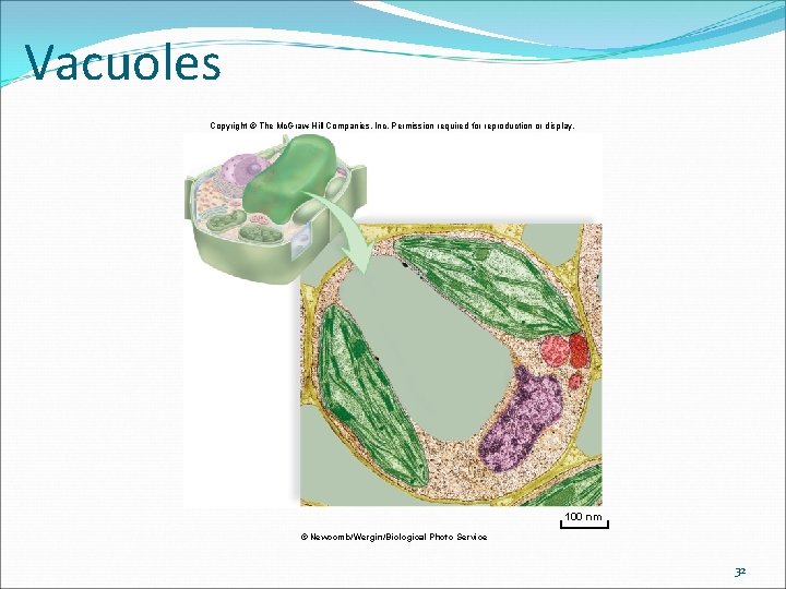 Vacuoles Copyright © The Mc. Graw-Hill Companies, Inc. Permission required for reproduction or display. Vacuoles Copyright © The Mc. Graw-Hill Companies, Inc. Permission required for reproduction or display.
