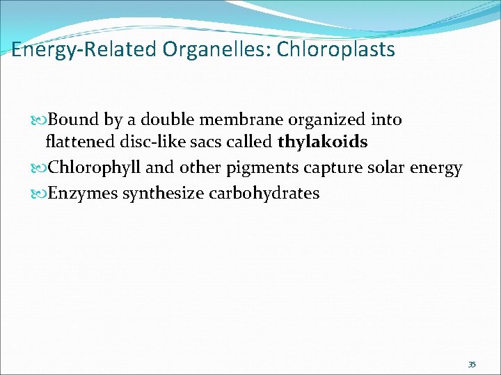 Energy-Related Organelles: Chloroplasts Bound by a double membrane organized into flattened disc-like sacs called Energy-Related Organelles: Chloroplasts Bound by a double membrane organized into flattened disc-like sacs called
