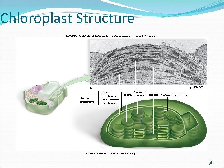 Chloroplast Structure Copyright © The Mc. Graw-Hill Companies, Inc. Permission required for reproduction or Chloroplast Structure Copyright © The Mc. Graw-Hill Companies, Inc. Permission required for reproduction or