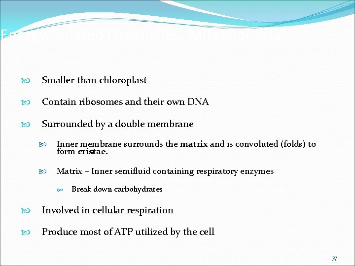 Energy-Related Organelles: Mitochondria Smaller than chloroplast Contain ribosomes and their own DNA Surrounded by Energy-Related Organelles: Mitochondria Smaller than chloroplast Contain ribosomes and their own DNA Surrounded by
