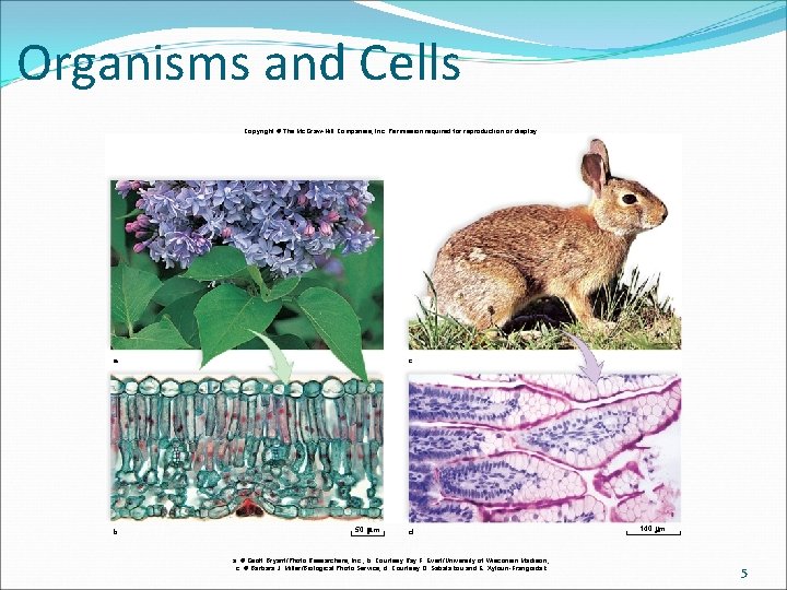 Organisms and Cells Copyright © The Mc. Graw-Hill Companies, Inc. Permission required for reproduction Organisms and Cells Copyright © The Mc. Graw-Hill Companies, Inc. Permission required for reproduction