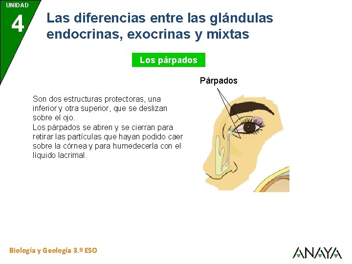 UNIDAD 4 Las diferencias entre las glándulas endocrinas, exocrinas y mixtas Los párpados Párpados