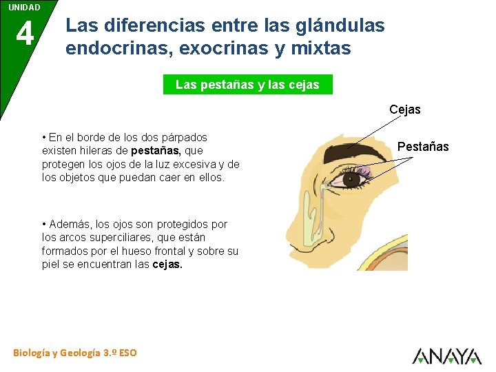 UNIDAD 4 Las diferencias entre las glándulas endocrinas, exocrinas y mixtas Las pestañas y