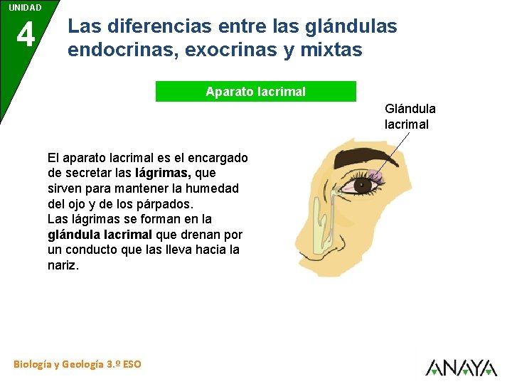 UNIDAD 4 Las diferencias entre las glándulas endocrinas, exocrinas y mixtas Aparato lacrimal Glándula
