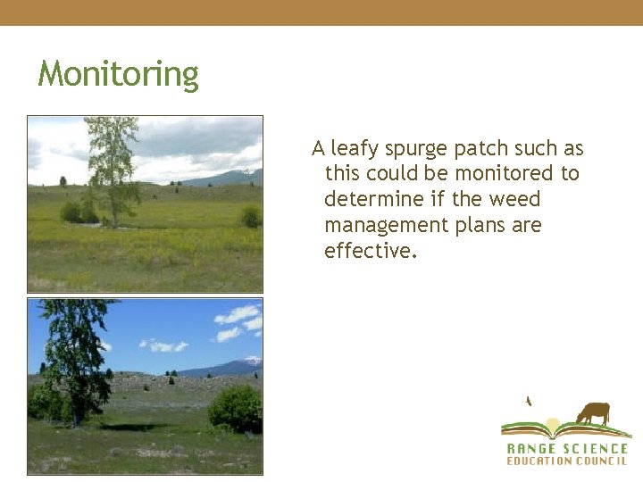 Monitoring A leafy spurge patch such as this could be monitored to determine if Monitoring A leafy spurge patch such as this could be monitored to determine if