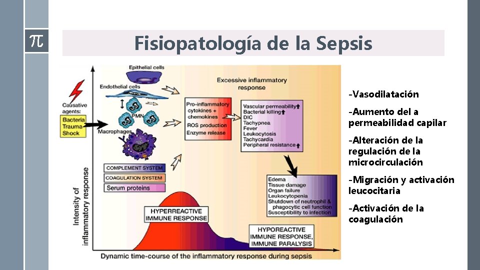 Fisiopatología de la Sepsis -Vasodilatación -Aumento del a permeabilidad capilar -Alteración de la regulación