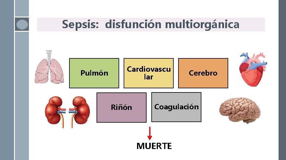 Sepsis: disfunción multiorgánica Pulmón Cardiovascu lar Riñón Cerebro Coagulación MUERTE 