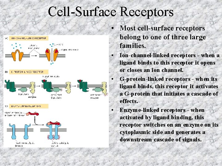 Cell-Surface Receptors • Most cell-surface receptors belong to one of three large families. • Cell-Surface Receptors • Most cell-surface receptors belong to one of three large families. •