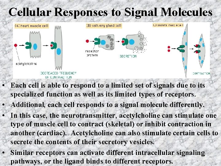 Cellular Responses to Signal Molecules • Each cell is able to respond to a Cellular Responses to Signal Molecules • Each cell is able to respond to a