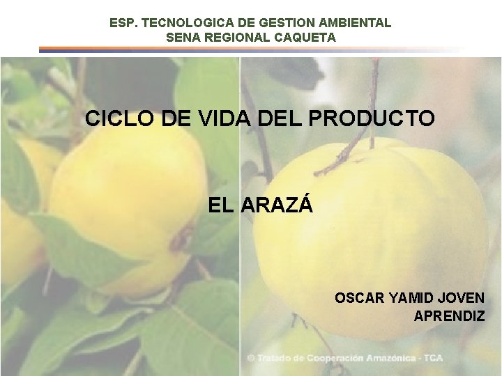 ESP. TECNOLOGICA DE GESTION AMBIENTAL SENA REGIONAL CAQUETA CICLO DE VIDA DEL PRODUCTO EL