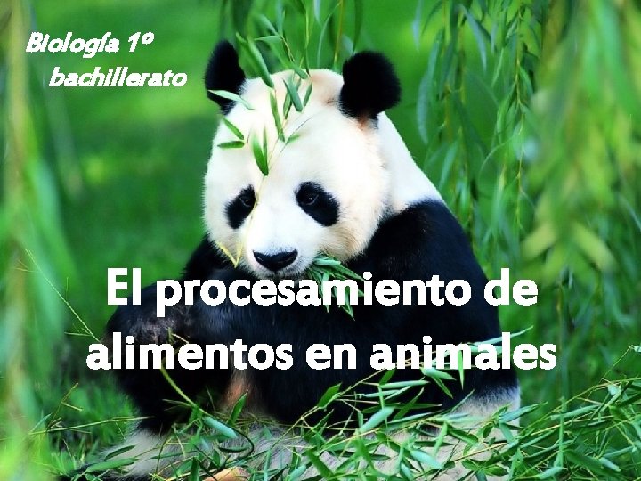 Biología 1º bachillerato El procesamiento de alimentos en animales 